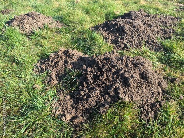 Fototapeta Molehills