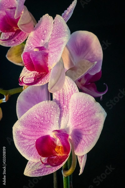 Fototapeta Orchids