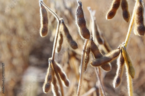Obraz Soybean Pods