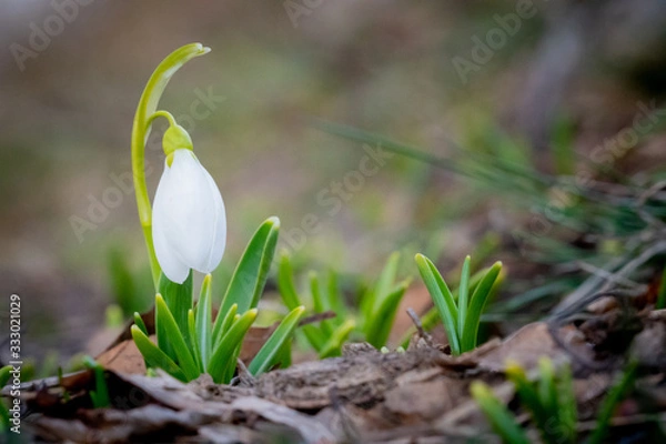 Obraz Spring flowers