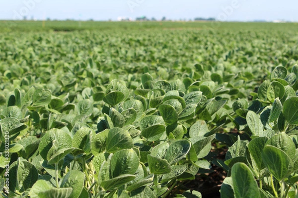 Obraz Soybean Field