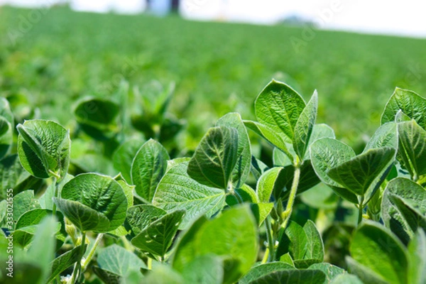 Obraz Green Soybean Field
