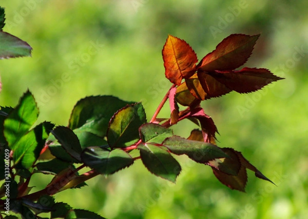 Fototapeta knockout rose