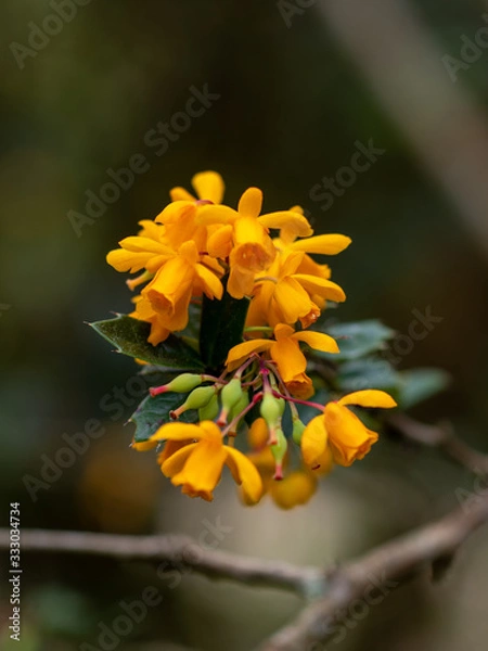 Obraz Closeup on flowers of Berberis darwinii