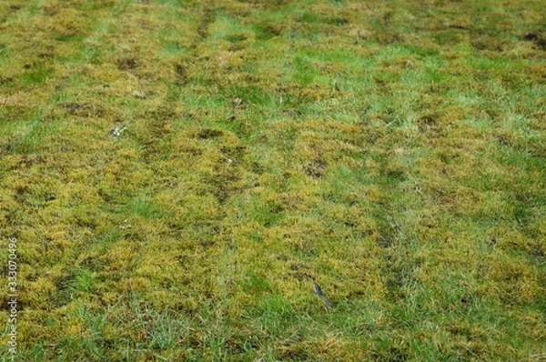 Obraz Mossy Lawn