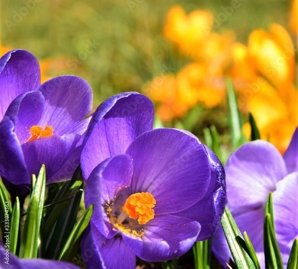 Obraz Crocus
