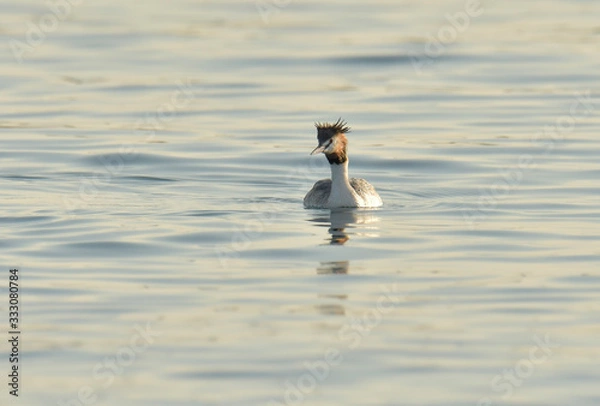 Fototapeta カンムリカイツブリ