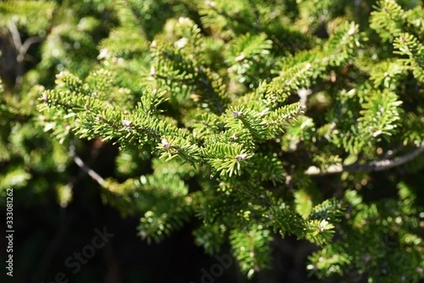 Fototapeta Fir tree leaves / Evergreen coniferous tree.
