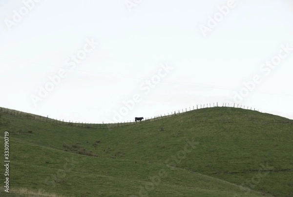 Fototapeta Lone cow on the hill