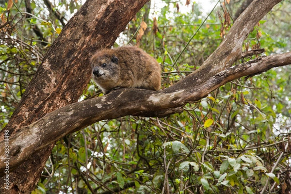 Obraz A tree hyrax (relative of elephants and sea cows) sitting on a tree in Kenya in the daytime