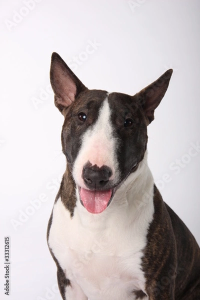 Obraz Bullterrier
