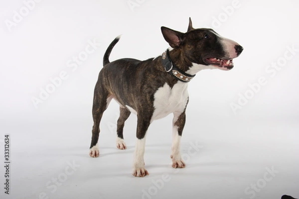 Obraz Bullterrier