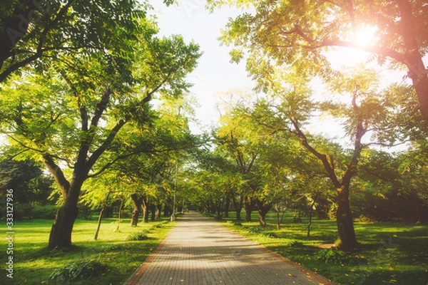 Fototapeta Beautiful public park on the sunshine. The shadow of the tree on a sunny day. Nature summer landscape. Selective focus and blurred background.