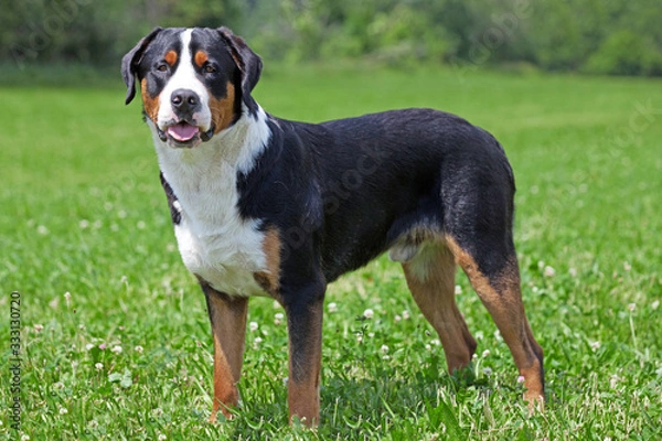 Obraz Portrait of greater swiss mountain dog head