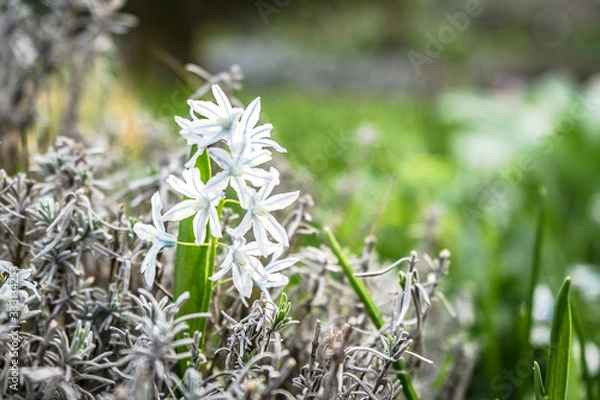 Obraz spring flowers in the park
