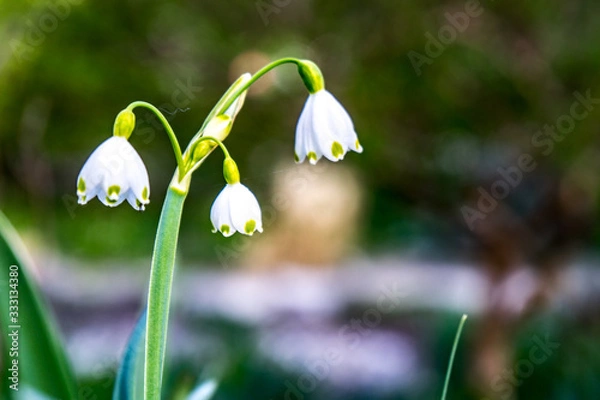 Obraz little tender white snowdrops