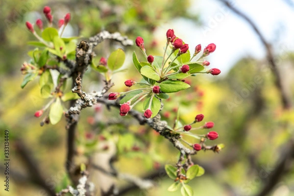 Obraz small red flower buds grow on a branch