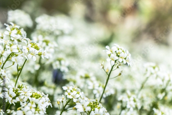 Obraz many little white flowers in the park