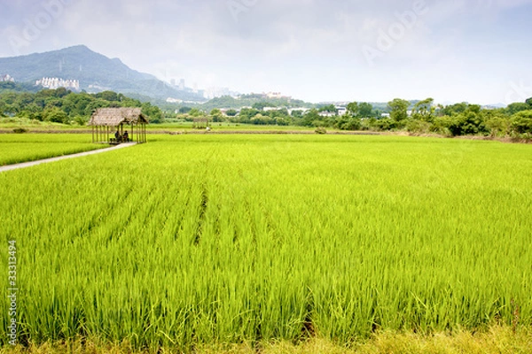 Fototapeta rice farm