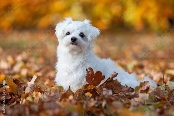 Obraz Portrait of nice young maltese dog in autumn park