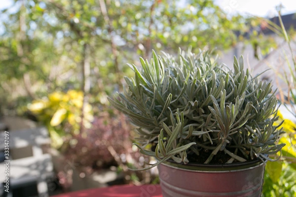 Fototapeta Pot de romarin