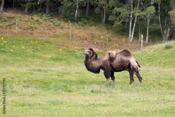 Fototapeta Bactrian Camel (Camelus bactrianus)
