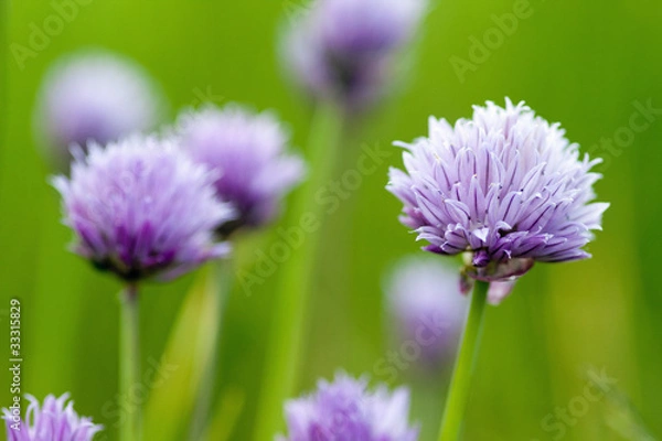 Fototapeta Schnittlauch Feld