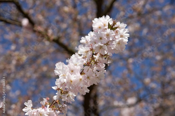 Obraz White cherry blossoms on a twig