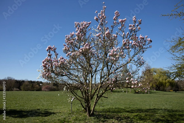 Fototapeta magnolia tree starting to bloom in early spring