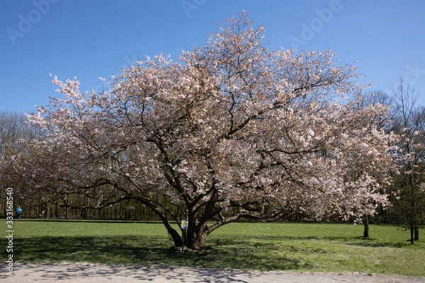 Obraz Cherry blossom tree blooming in spring
