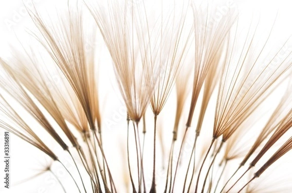 Obraz dandelion seeds