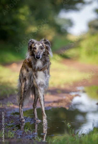 Fototapeta stehender Silken Windsprite