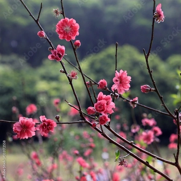 Obraz peach blossoms in every spring