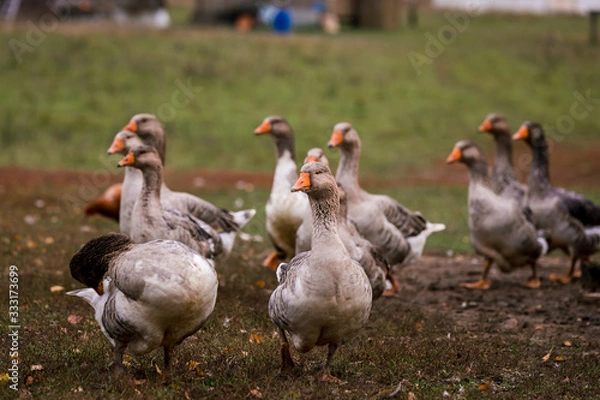 Fototapeta Gray goose in a pen in the stable on a farm. Raising cattle on a ranch, pasture