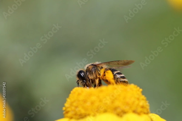 Obraz Honigbiene (Makro)