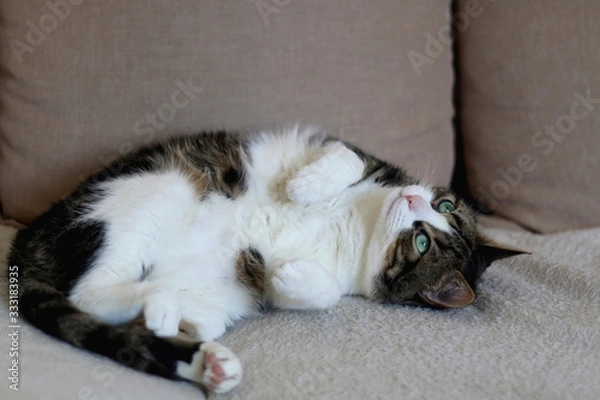 Fototapeta Cute tabby cat lying on a sofa. Selective focus.