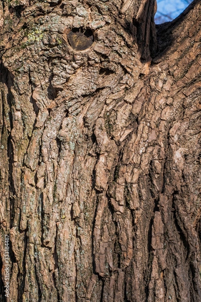 Obraz The natural texture of the old tree bark in macro shot in sunny weather with moss