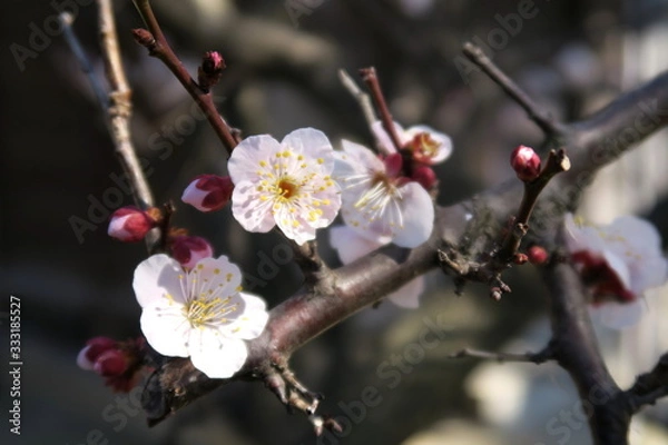 Fototapeta 開花した梅の花