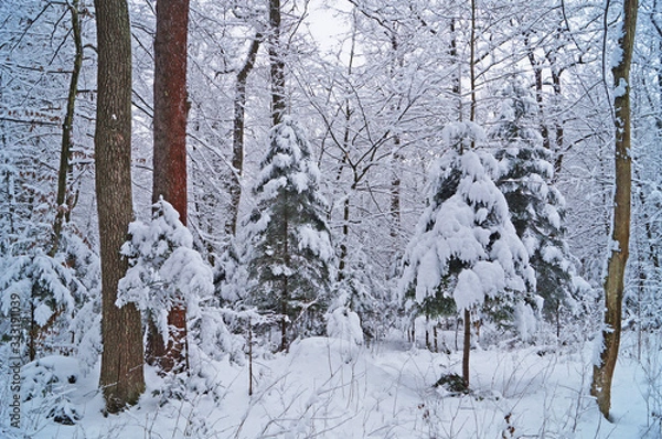Fototapeta View of a winter snowy forest with trees covered with white fluffy snow on a frosty sunny day