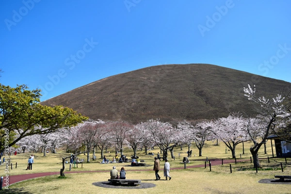 Fototapeta 伊豆さくらの里と山焼き後の大室山