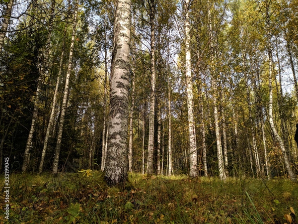 Obraz Russian Vepsky autumn birch forest. horizontal photo