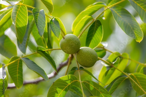 Fototapeta Green walnuts on the branches of a tree