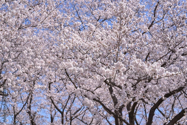 Fototapeta 桜