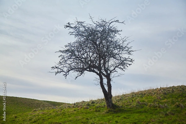 Obraz A solitary tree in a field in the Phoenix Park, Dublin, Ireland