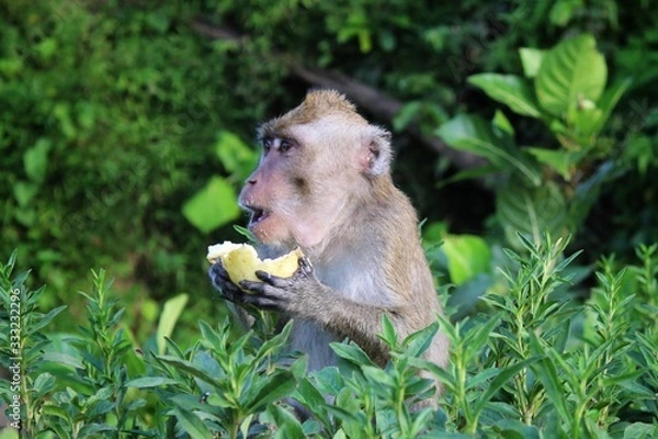 Obraz a monkey was eating guava on the afternoon