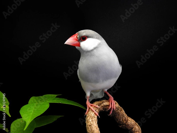 Obraz Java sparrow on branch