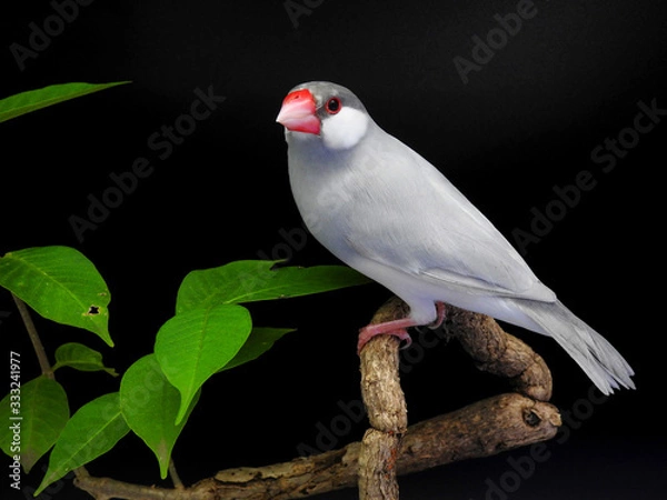 Fototapeta Java sparrow on branch