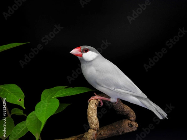 Obraz Java sparrow on branch