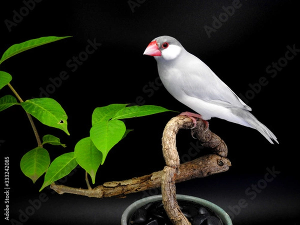 Obraz Java sparrow on branch