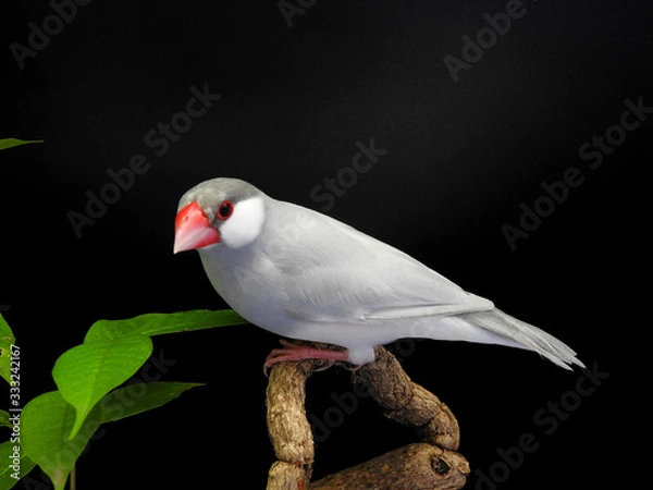 Obraz Java sparrow on branch